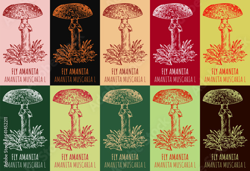 Set of vector drawing FLY AMANITA in various colors. Hand drawn illustration. The Latin name is AMANITA MUSCARIA L.