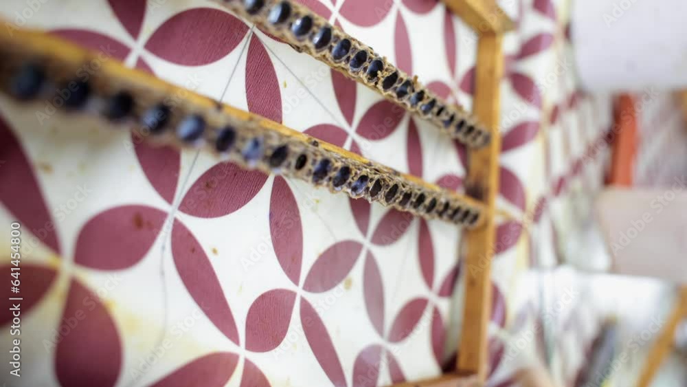 Extraction of royal jelly from bee queen cells in vertical view. Royal