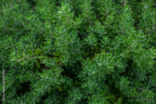 Bushes in the garden with green leaves or plants from nature, gloomy tones give a bad feeling. Lonely and cold can be used as background or wallpaper.