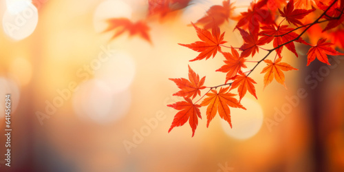 Colorful maple leaves in autumn sunny day, focus in foreground leaves, blurred bokeh background.