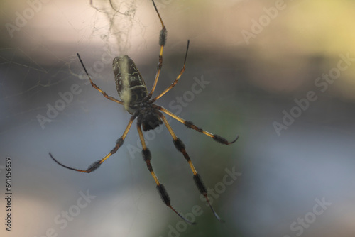 Macro of female golden orb spider in web.
