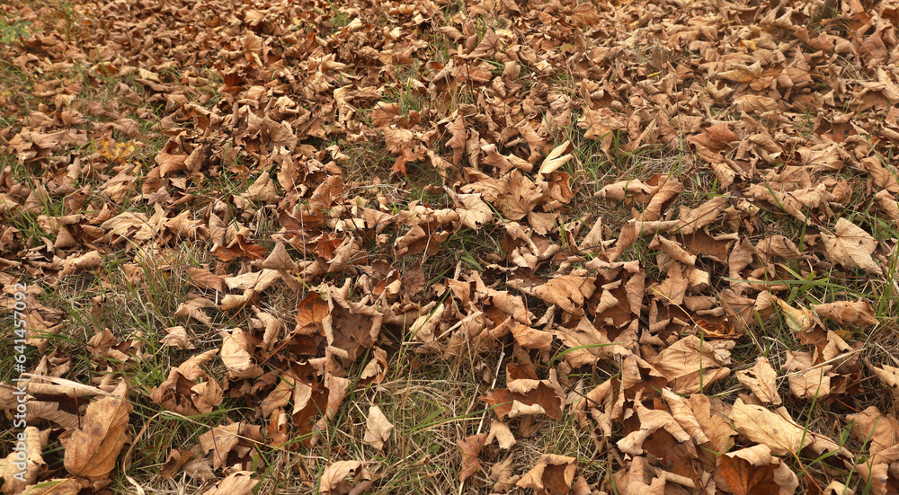 Background image of dry brown fallen leaves on the ground in forest. Autumn foliage texture. Horizontal perspective backdrop. Background image of dry brown fallen leaves on the ground in forest. Autumn foliage texture. Horizontal perspective backdrop.