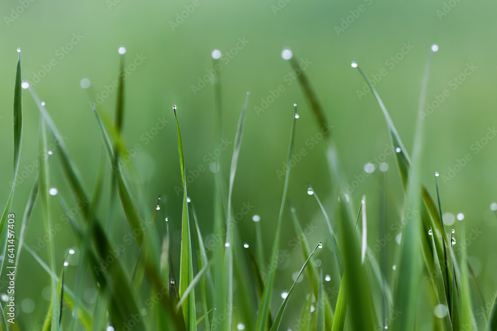 Morning dew on long grass