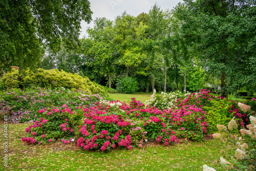 Quadro su tela massif d'hortensia dans un jardin en normandie