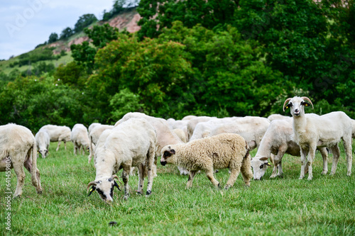 Herd of freshly shorn sheep grazes in a green meadow at Rapa Rosie in Transylvania in Romania