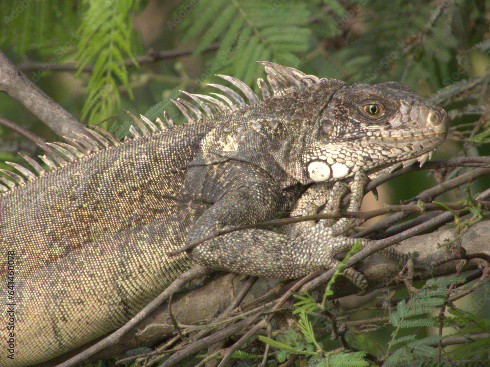 Fototapeta premium iguana on tree