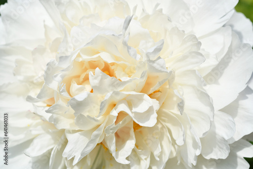 beautiful white peony flower background. macro shot. sunny day © anakondasp
