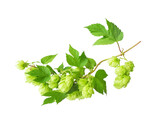 Hop branch with cones and leaf isolated on white background. Brewing ingredients.     