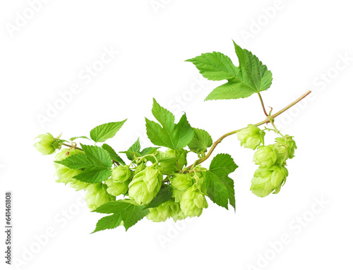 Hop branch with cones and leaf isolated on white background. Brewing ingredients.     
