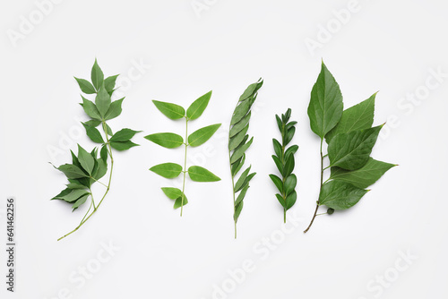 Different twigs with green leaves on white background