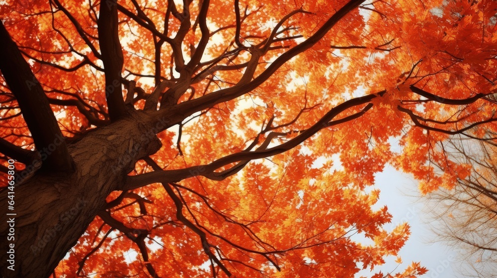 Bottom view a majestic tree adorned with vibrant orange leaves during the autumn season Bottom view a majestic tree adorned with vibrant orange leaves during the autumn season