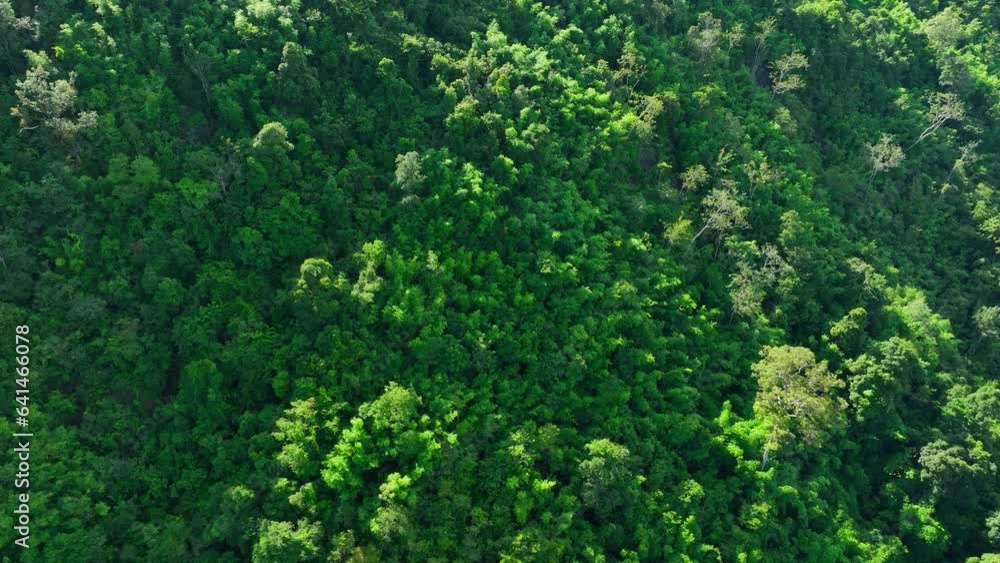 Drone gliding gracefully above a lush tropical rainforest, where a vibrant tapestry of green foliage stretches as far as the eye can see. Bathed in the warm embrace of the sun's golden rays. 4K.
Drone gliding gracefully above a lush tropical rainforest, where a vibrant tapestry of green foliage stretches as far as the eye can see. Bathed in the warm embrace of the sun's golden rays. 4K.