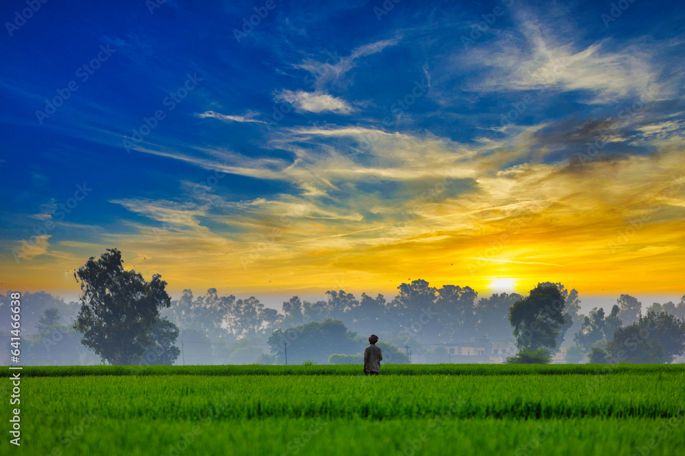 Fototapeta premium Farmer in paddy rice fields