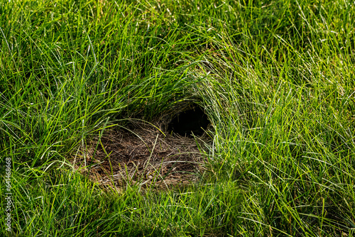 Rabbit Hole (burrow entrance) on a green lawn. Rabbit use such holes for shelter and reproduction. 