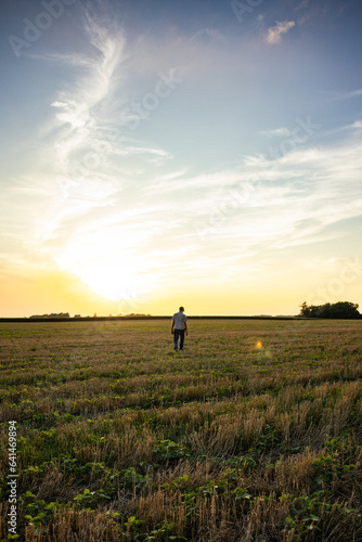 Fototapeta Naklejka Na Ścianę i Meble -  Real Farmer Inspects Double Crop Beans at Sunset