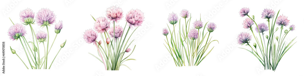 Chives Botanical View On A Clean White Background Soft Watercolour Transparent Background - obrazy, fototapety, plakaty 