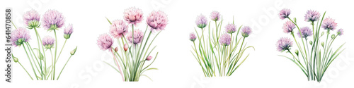 Chives Botanical View On A Clean White Background Soft Watercolour Transparent Background