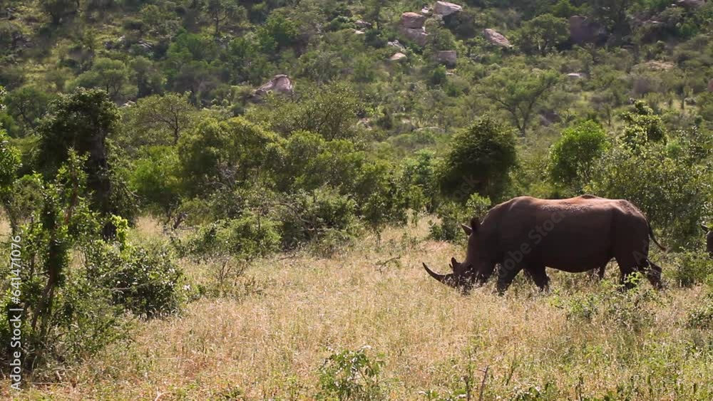 Southern white rhinoceros walking in green savannah in Kruger National park, South Africa ; Specie Ceratotherium simum simum family of Rhinocerotidae Southern white rhinoceros walking in green savannah in Kruger National park, South Africa ; Specie Ceratotherium simum simum family of Rhinocerotidae