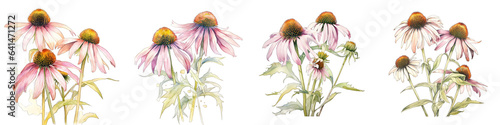 Coneflower Botanical View On A Clean White Background Soft Watercolour Transparent Background photo