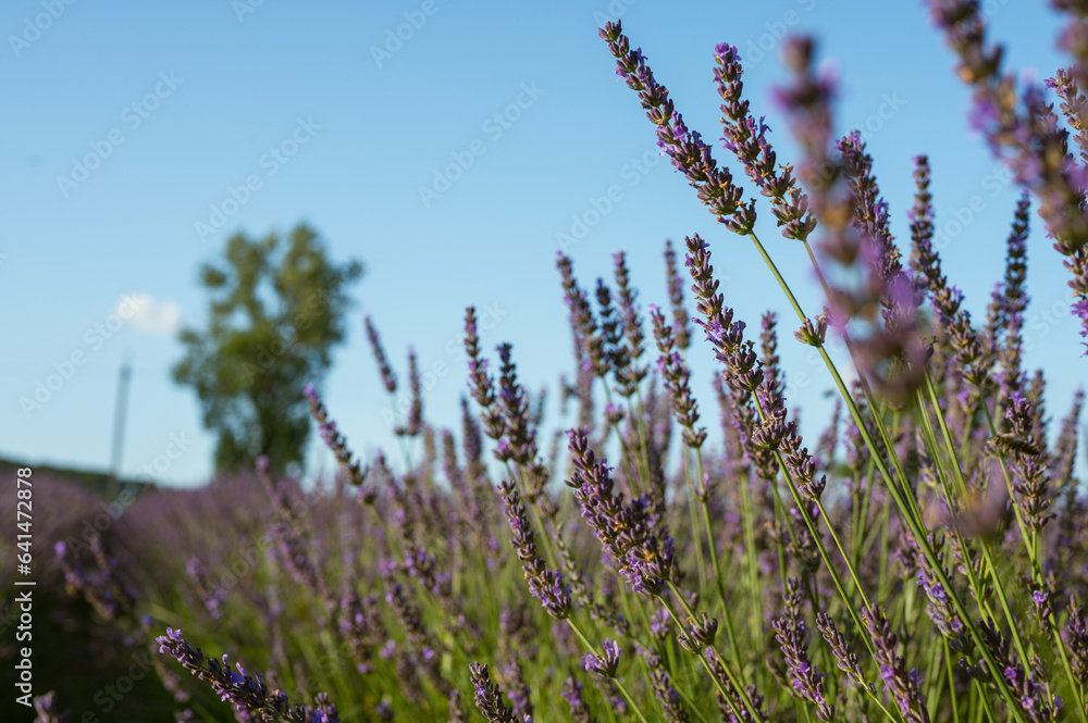 Fototapeta premium Lavender field with summer blue sky close-up, Ukraine, retro toned, web banner format