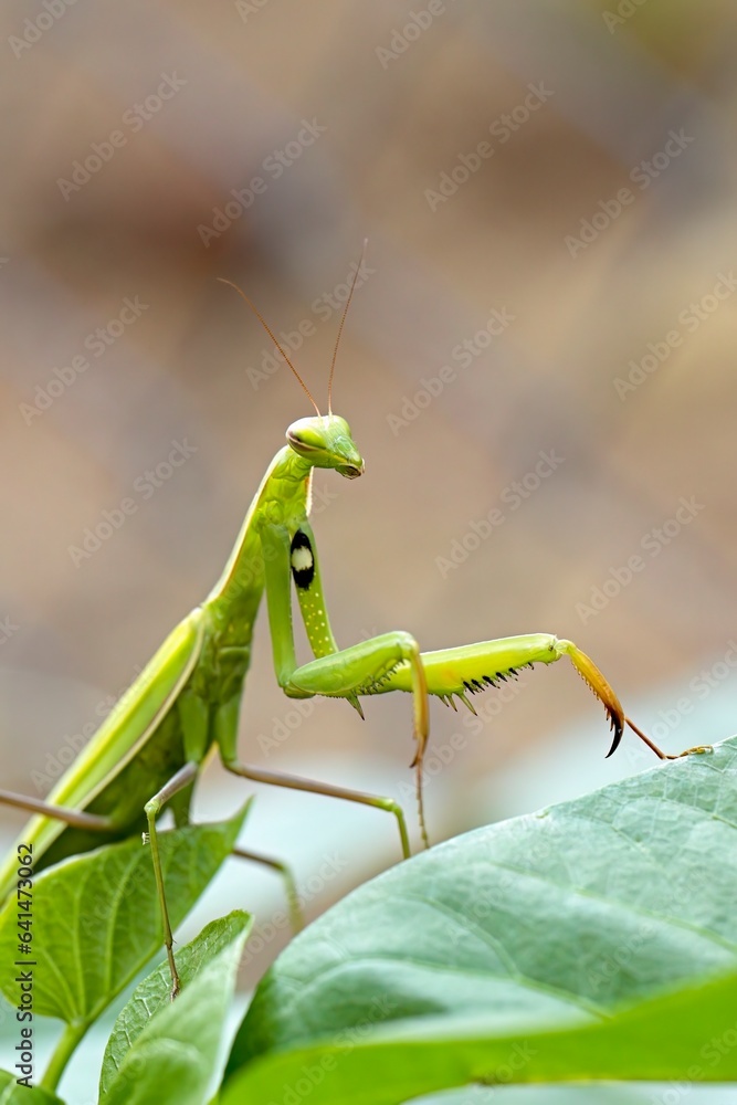 Praying mantis on a plant in Idaho. Praying mantis on a plant in Idaho.
