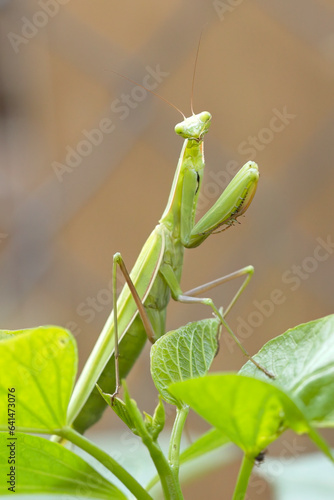 Portraiture of a cute praying mantis.