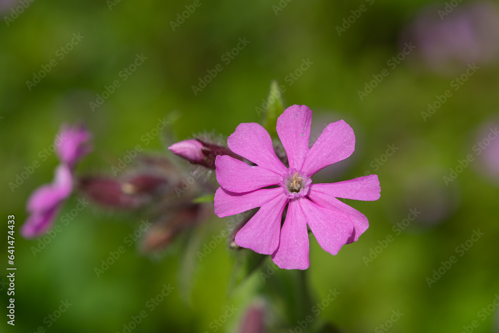 Macro shot of a red campion (silene dioica) flower Macro shot of a red campion (silene dioica) flower