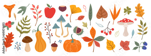 Hand drawn vector set autumn elements. Fall leaves, mushrooms, maple, acorns, berries, oak, pumpkins. Harvest time. Colored trendy illustration. Autumn floral stickers.