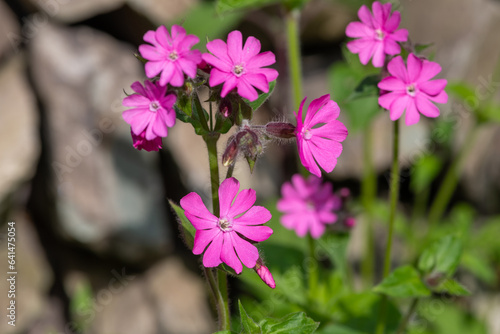 Macro shot of red campion (silene dioica) flowers