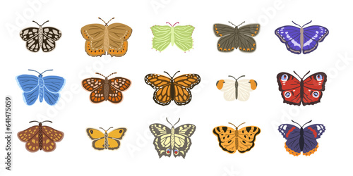 big set real colorful butterflies