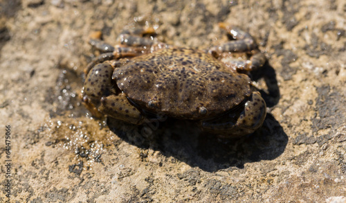 Eriphia verrucosa, sometimes called the warty crab or yellow crab. Black Sea. © Piotr