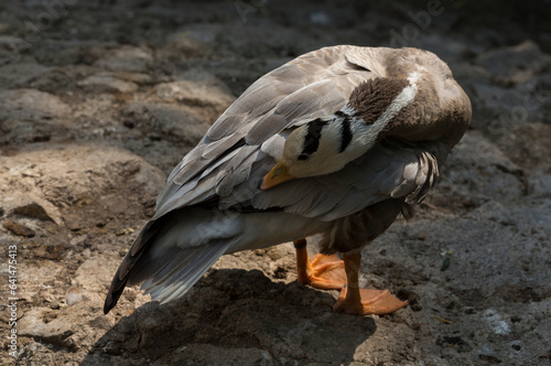 Bar-headed goose (Anser indicus). Morning toilet of waterfowl. (Eulabeia indica). photo