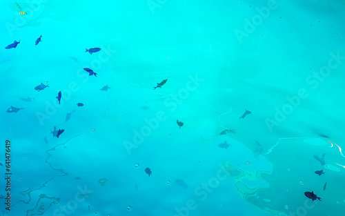Snorkeling underwater views fish Corals turquoise water Rasdhoo island Maldives.