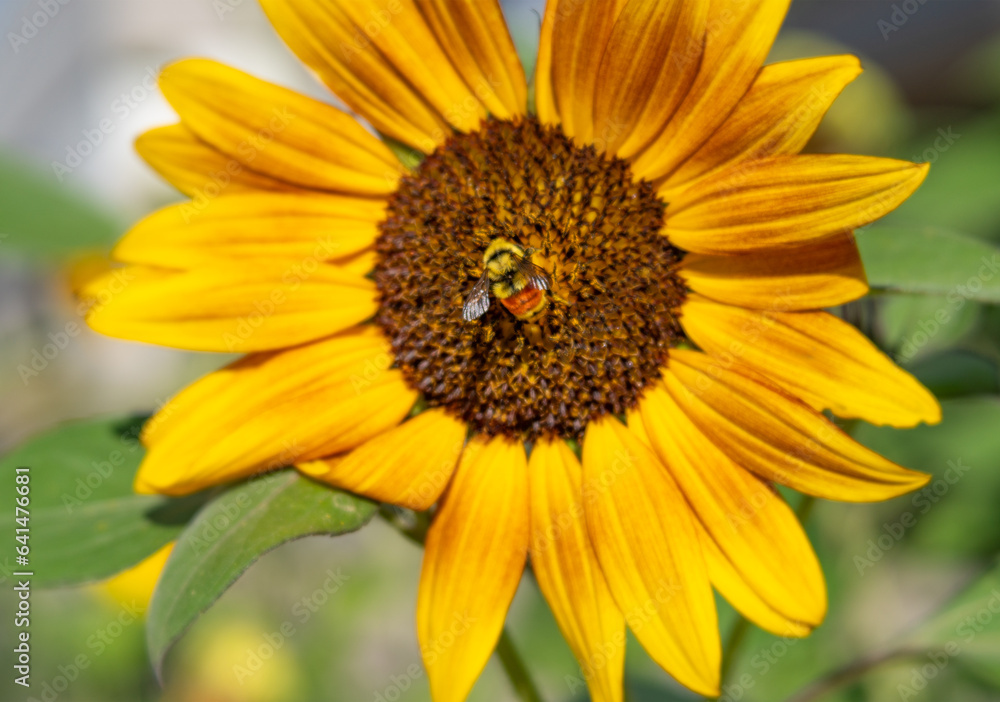 Orange Belted Bumble Bee Gathering Pollen on Sunflower Orange Belted Bumble Bee Gathering Pollen on Sunflower