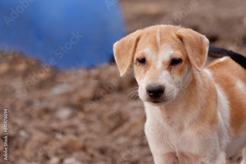 A white brown stray puppy standing on the ground in outdoor 