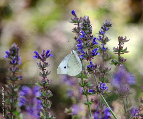 sage flowers meadow with pieris rapae butterfly photo