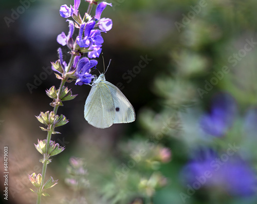 sage flowers meadow with pieris rapae butterfly photo