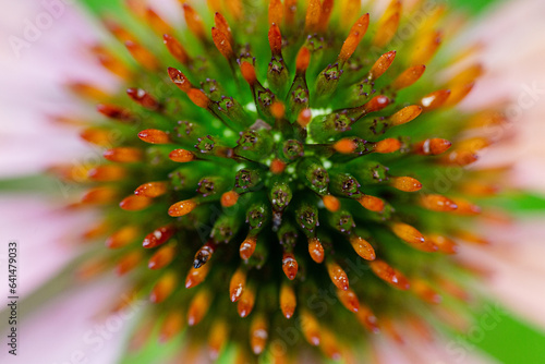 echinacea flower close up detail