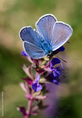 close up of polyommatus butterfly in natural bucolic scenery 