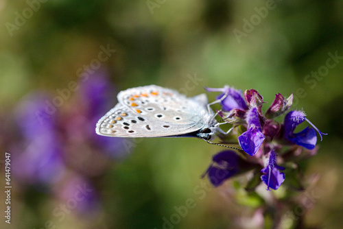 close up of polyommatus butterfly in natural bucolic scenery 
