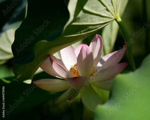 lotus flower and leaves in a pond