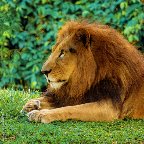 Fototapeta Naklejka Na Ścianę i Meble -  portrait of a lion