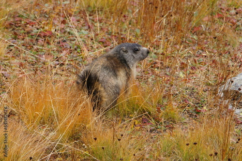Marmot on Col de L'Iseran (2770m) the highest alp road, Saint-Jean-de-Maurienne, Savoy, Auvergne-Rhone-Alpes, France