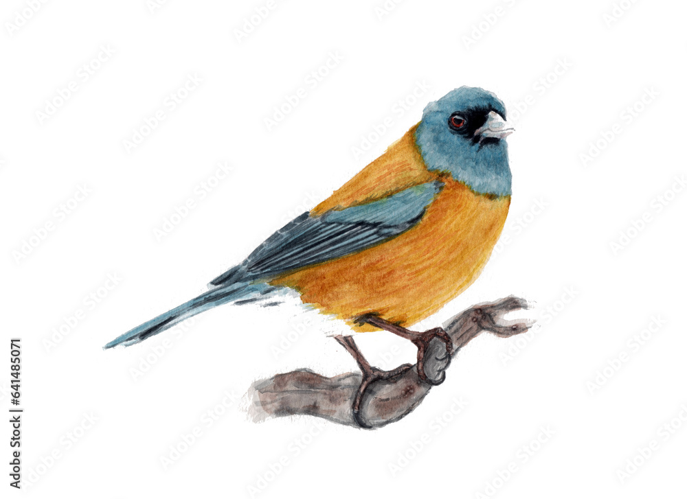 Fototapeta premium Ilustración en acuarela Cometocino de Gay (Phrygilus gayi) de Aves de Chile.