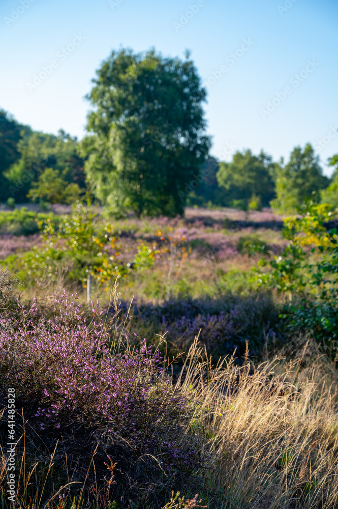 Nature background, green lung of North Brabant, pink blossom of heather plants in de Malpie natural protected forest in August near Eindhoven, the Netherlands