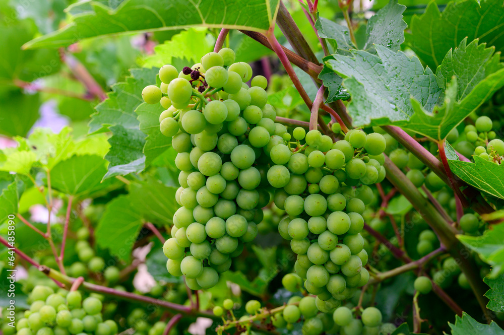 Upripe green grapes on champagne vineyards in Cote des Bar, south of Champange, France Upripe green grapes on champagne vineyards in Cote des Bar, south of Champange, France