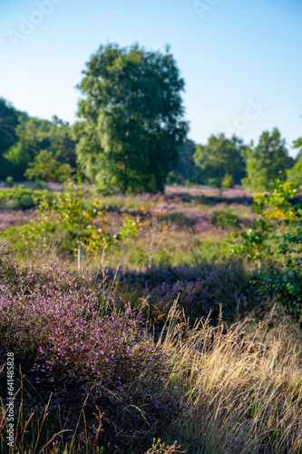 Nature background, green lung of North Brabant, pink blossom of heather plants in de Malpie natural protected forest in August near Eindhoven, the Netherlands