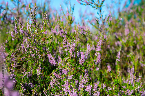 Nature background, green lung of North Brabant, pink blossom of heather plants in de Malpie natural protected forest in August near Eindhoven, the Netherlands photo