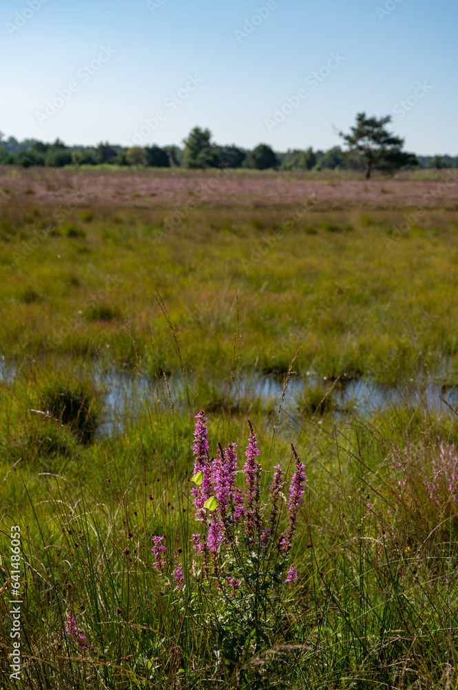Sunny morning in Nature protected park area De Malpie near Eindhoven, North Brabant, Netherlands. Nature landscapes in Europe. Sunny morning in Nature protected park area De Malpie near Eindhoven, North Brabant, Netherlands. Nature landscapes in Europe.
