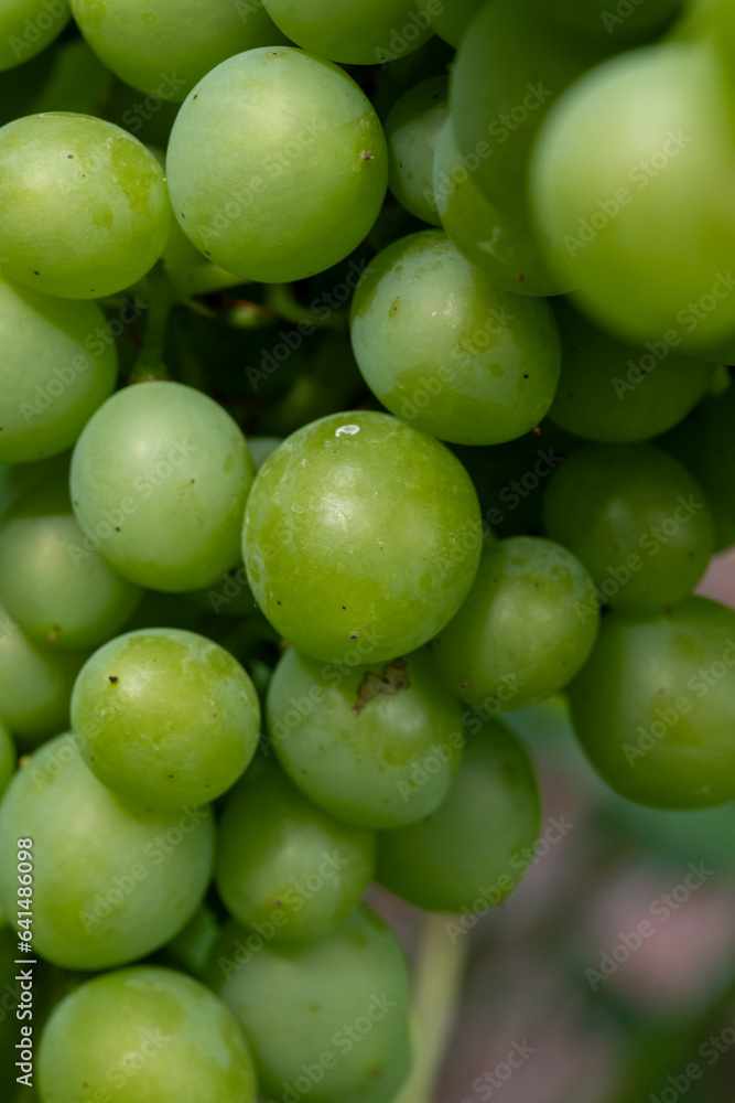 Riesling white wine grapes plant growing on hilly vineyard in Germany unripe grapes close up Riesling white wine grapes plant growing on hilly vineyard in Germany unripe grapes close up